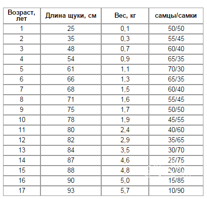 Рыба щука - полезные свойства и рецепты приготовления