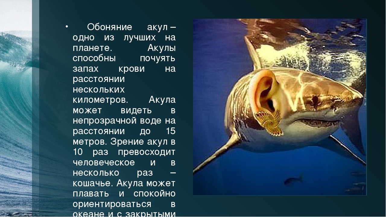 Аквариумные рыбки, совместимость видов: таблица