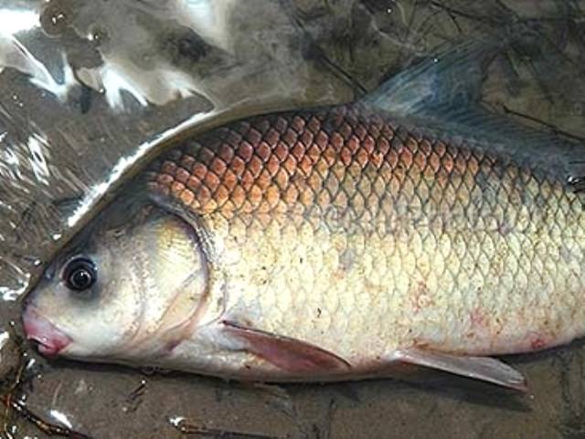Буффало — фото, описание рыбы