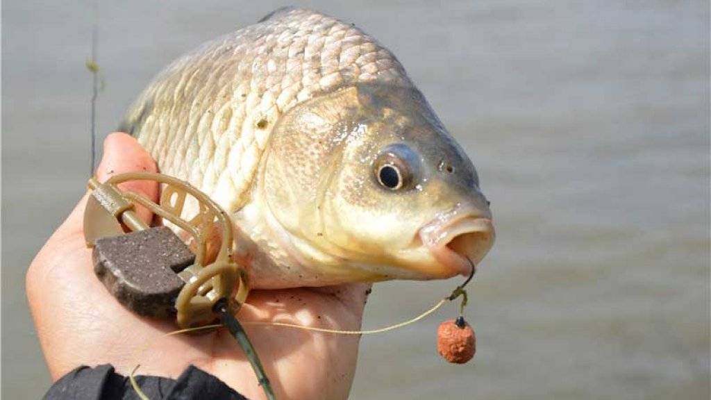 Морской карась (ласкирь) — описание рыбы и особенности ловли