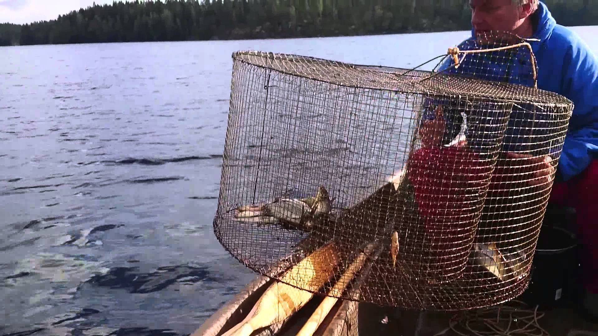 Морда рыболовная снасть