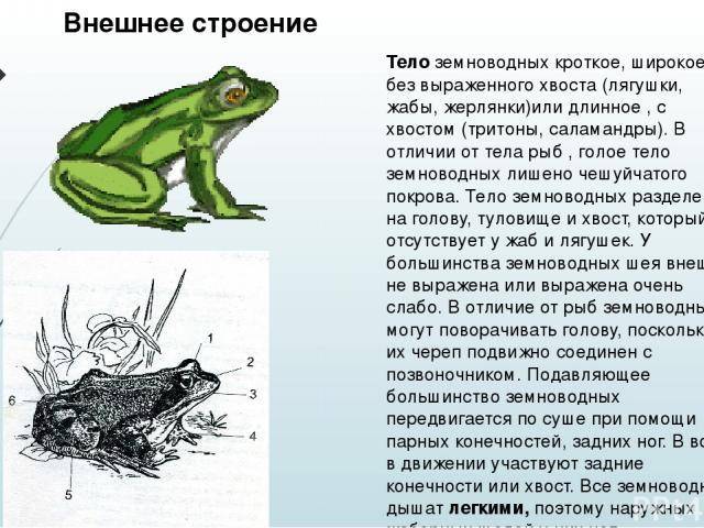 Лягушки, чесночницы и жабы чем питаются, как зимуют