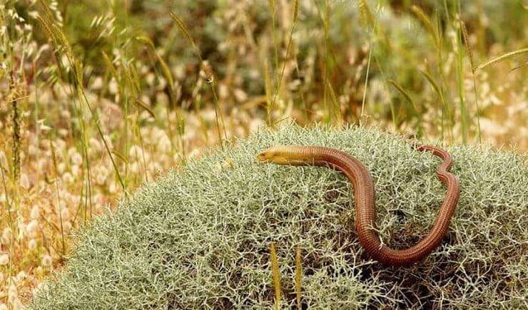 Желтопузик безногий – змея или ящерица (фото и описание)