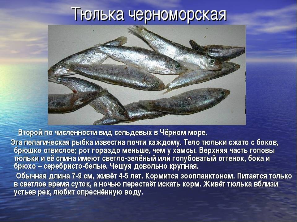 Черное море виды деятельности. Промысловые рыбы черного моря. Рыбы которые водятся в черном море. Черноморская Промысловая рыба. Рыбы чёрного моря названия.