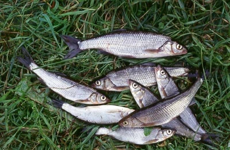 Ловля ельца осенью — общие принципы поимки этой рыбы ' рыбалка '