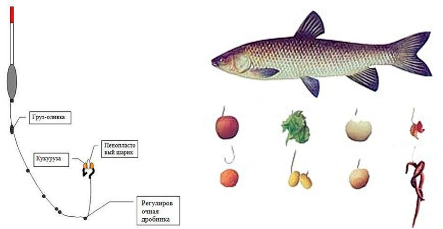 Особенности белого амура и секреты рыбалки на него: выбор снастей и насадок