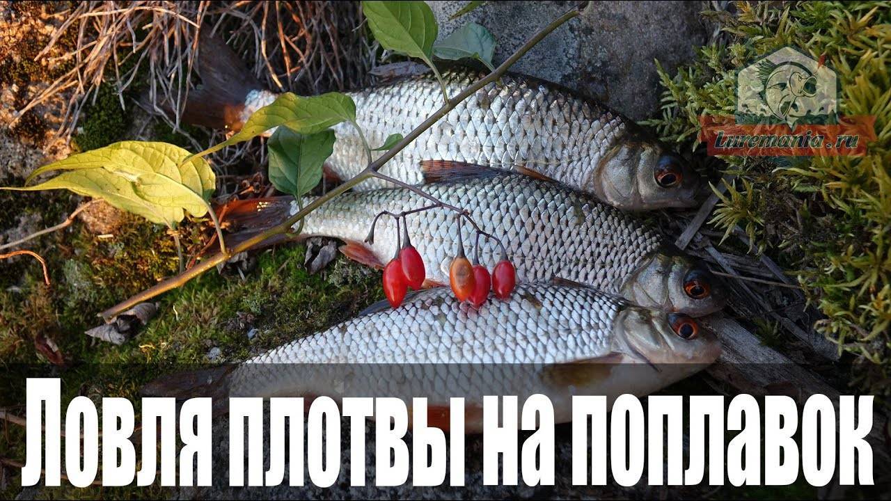 ᐉ ловля плотвы в ноябре: прикормка, наживка и снасти - ✅ ribalka-snasti.ru