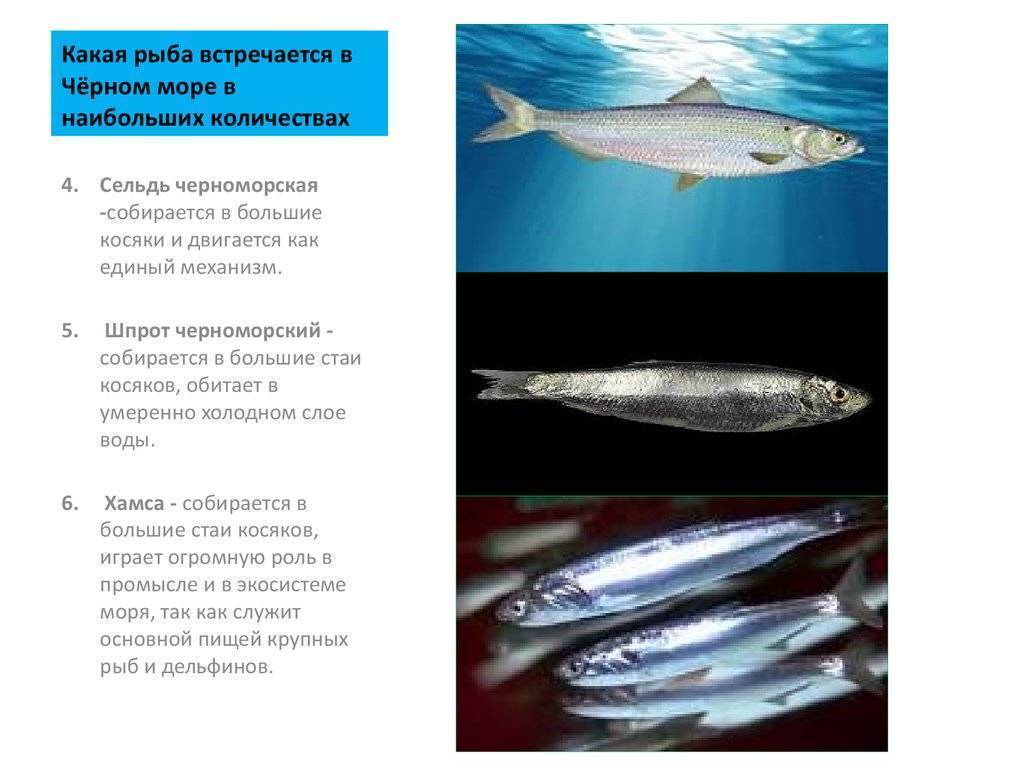 Рыбы чёрного моря: общие сведения, виды обитателей, съедобные представители ихтиофауны