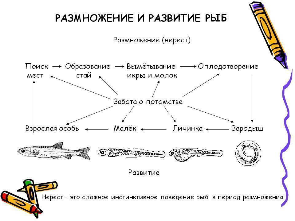 Схема размножения рыб