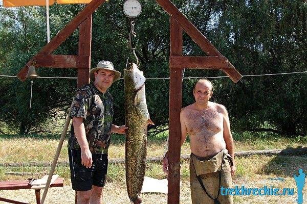Ловим чехонь на ахтубе: способы, снасти и приманки - рыбалка на ахтубе с комфортом - база трёхречье