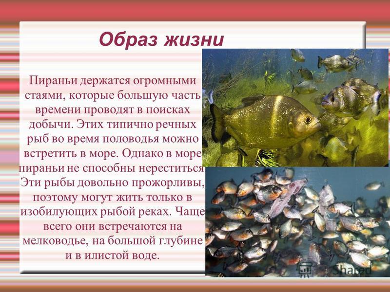Рыбы долго живут. Образ жизни рыб. Рыбы обитающие в воде. Среда обитания рыб. Доклад про пиранью.