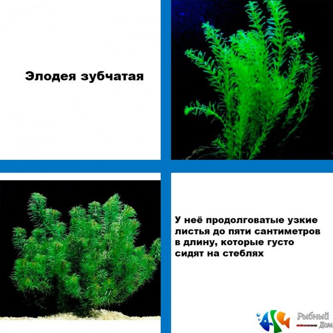 Неприхотливое аквариумное растение элодея (водная чума): виды, как выглядит, как сажать и ухаживать, размножение