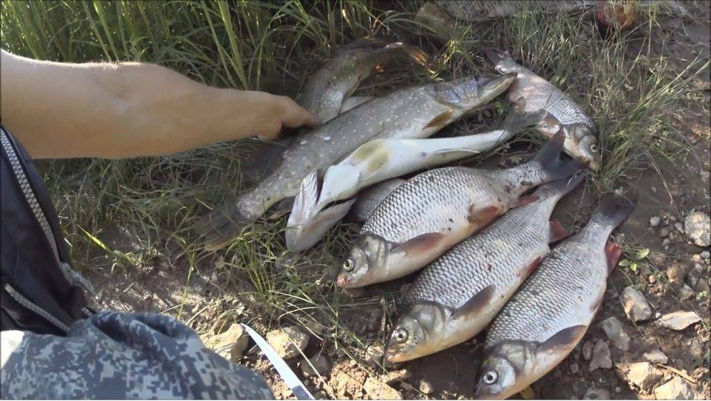 Рыбалка на реках кировской области и в кирове, обзор водоемов