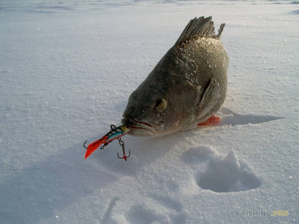 Ловля окуня, щуки и судака на блесну зимой | про рыбалку -секреты рыбной ловли
