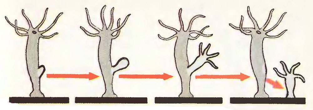 Какой способ размножения изображен на рисунке гидры
