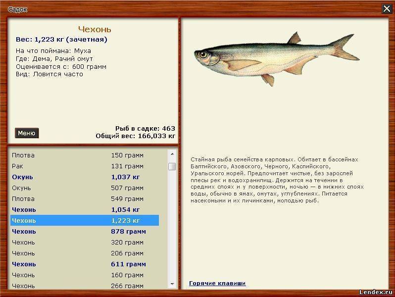 Рыба чехонь