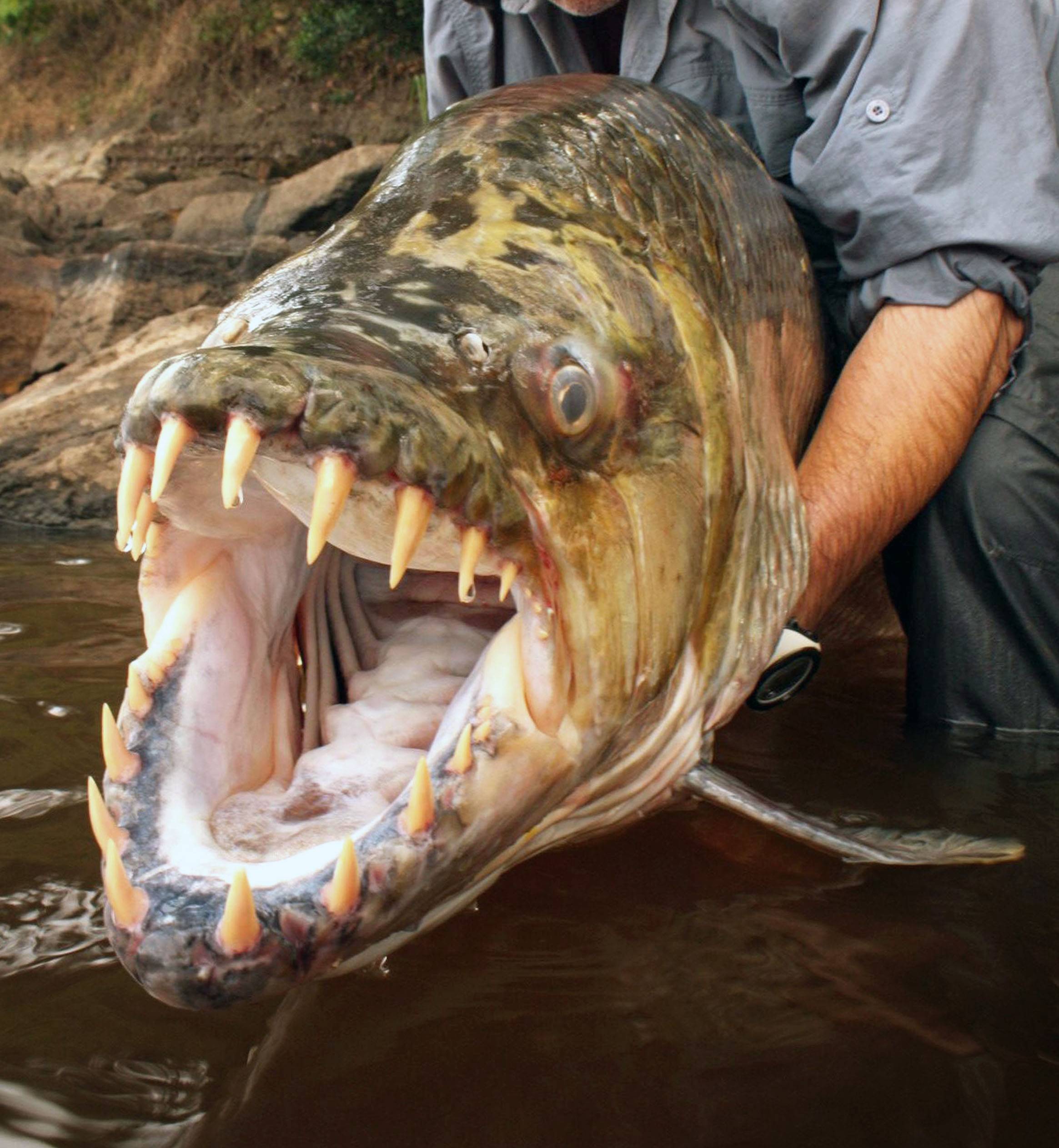 Тигровая рыба голиаф — описание и характеристики