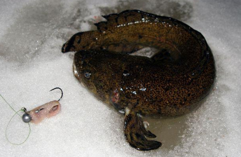 Секреты рыбалки на налима зимой - читайте на сatcher.fish