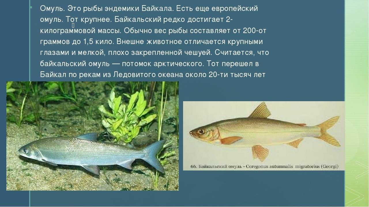 Омуль: описание рыбы, где водится, способы ловли и пищевая ценность