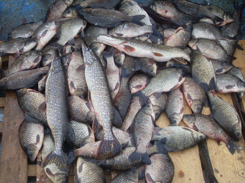 Рыбалка в брестской области - суперулов - интернет-портал о рыбалке