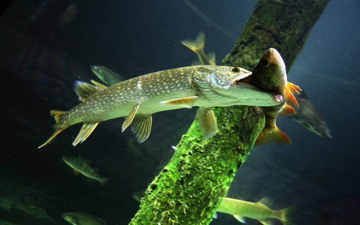 Щука и карась: тип взаимоотношений хищника и мирной рыбы