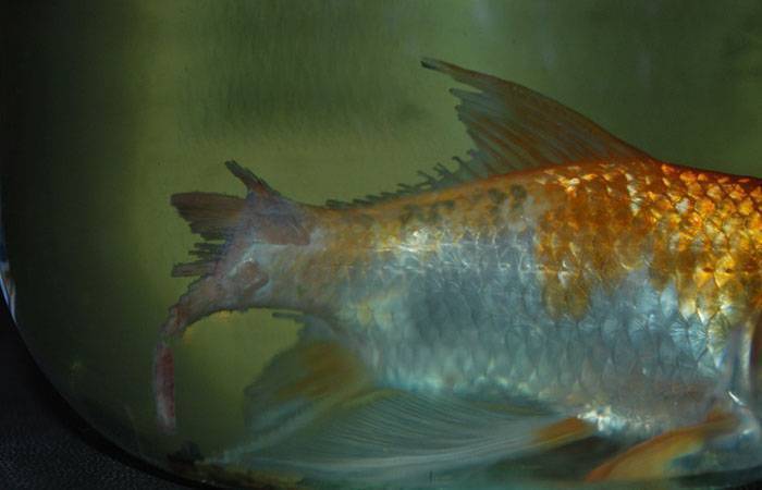 Плавниковая гниль рыб аквариумных симптомы фото лечение