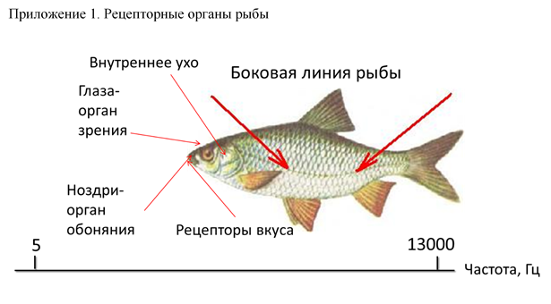 Какие рыбы имеют боковую линию. Органы чувств рыб. Строение ноздрей у рыб.