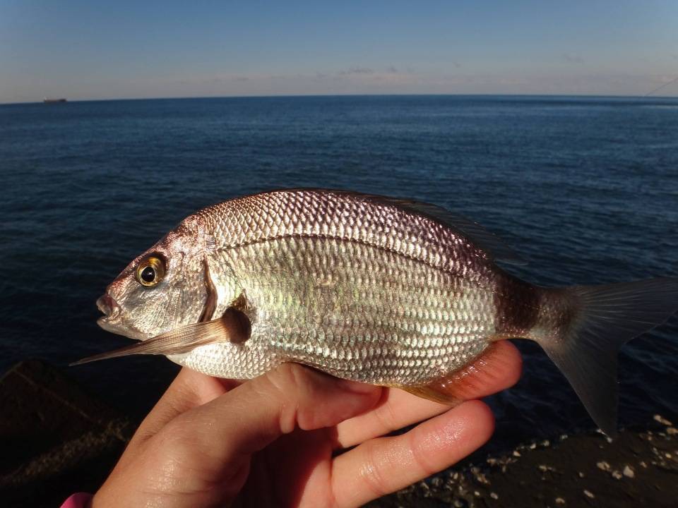 Рыбалка с берега на черном море - суперулов - интернет-портал о рыбалке