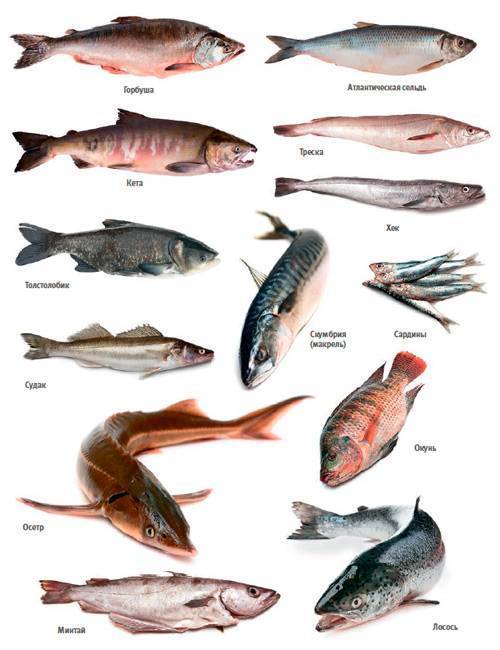 Форель: где водится, это морская или речная рыба, разновидности