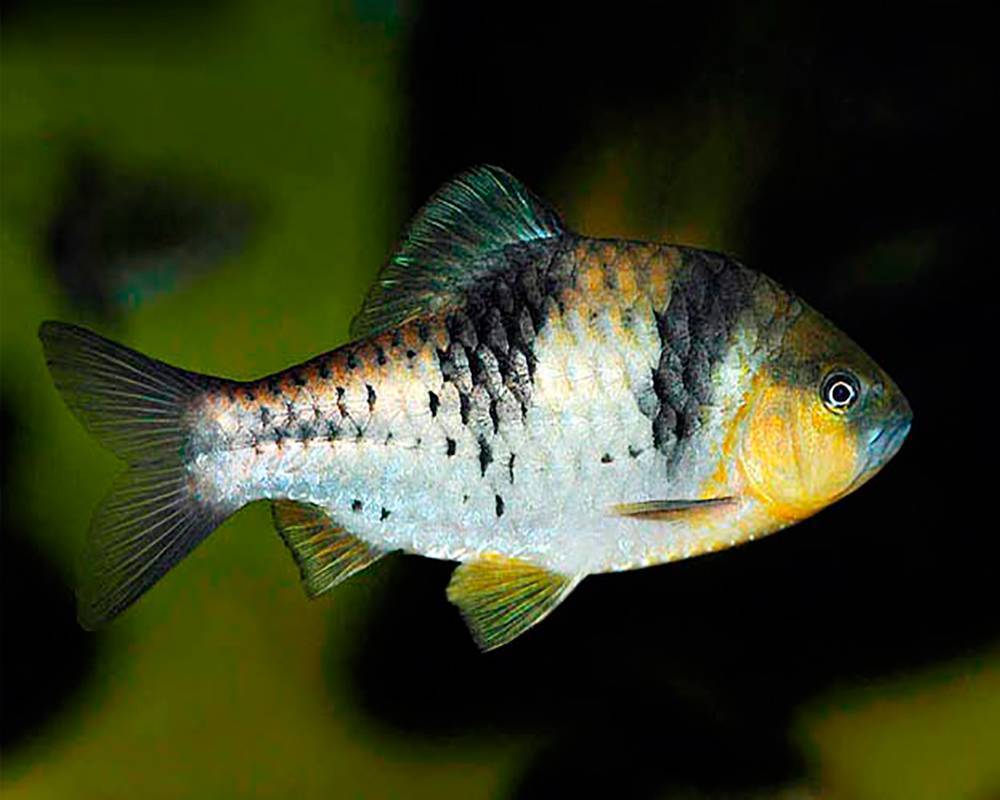 Рыбки барбусы: содержание и уход, совместимость, размножение, кормление, продолжительность жизни в домашнем аквариуме
