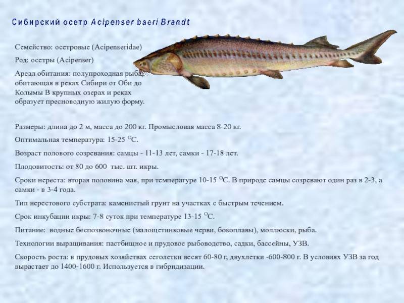 Рыба осетр