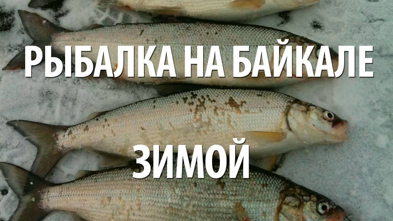 Рыба омуль: описание и особенности поведения