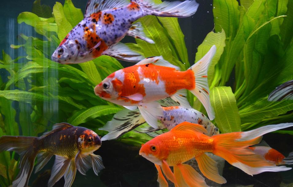 Необычные аквариумные животные для содержания дома