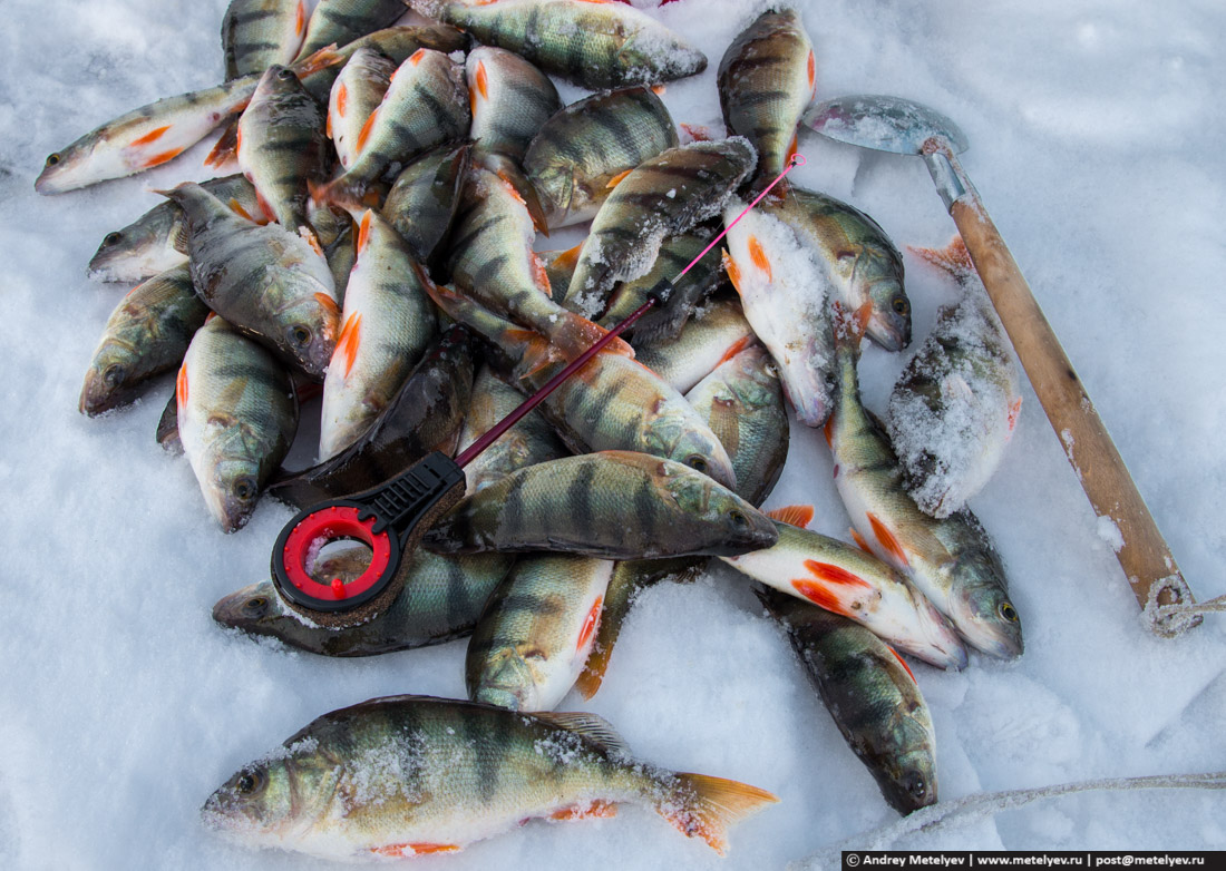 Какие отношения между щукой и окунем. Озеро Сунгуль рыбалка. Озеро большой Сунгуль Свердловская. Рыбалка на окуня.