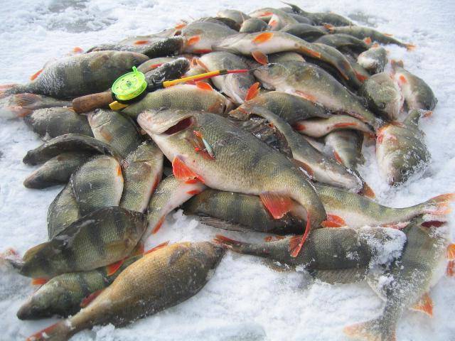Астраханская рыбалка в разное время года - особенности и советы
астраханская рыбалка в разное время года - особенности и советы