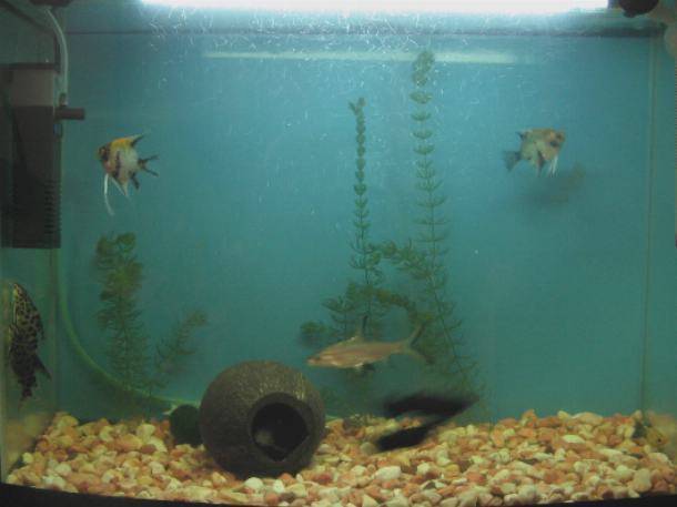 В аквариуме умирают рыбки - 5 шагов что бы этого избежать
