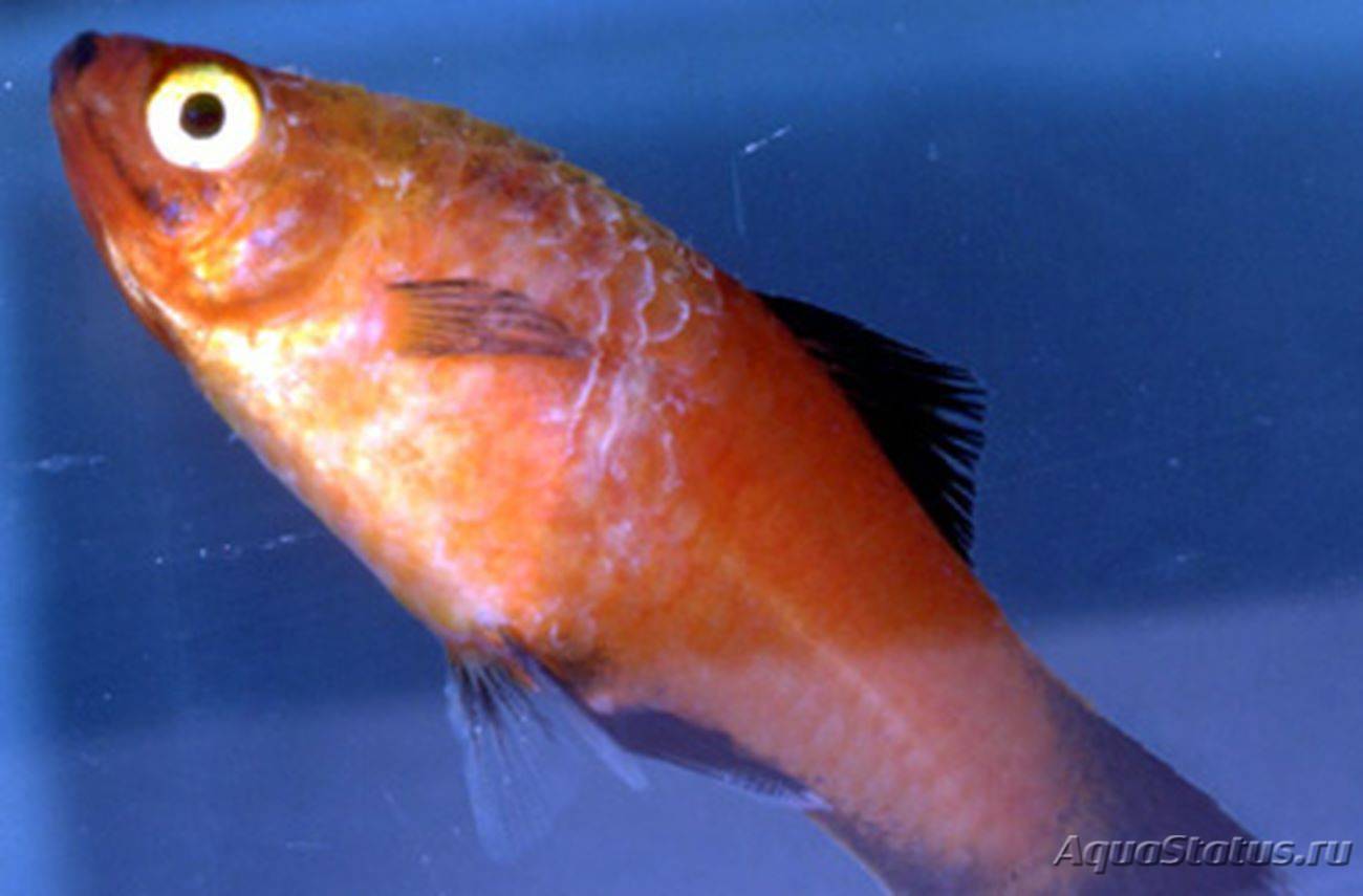 Болезни аквариумных рыбок: внешнии признаки и как лечить