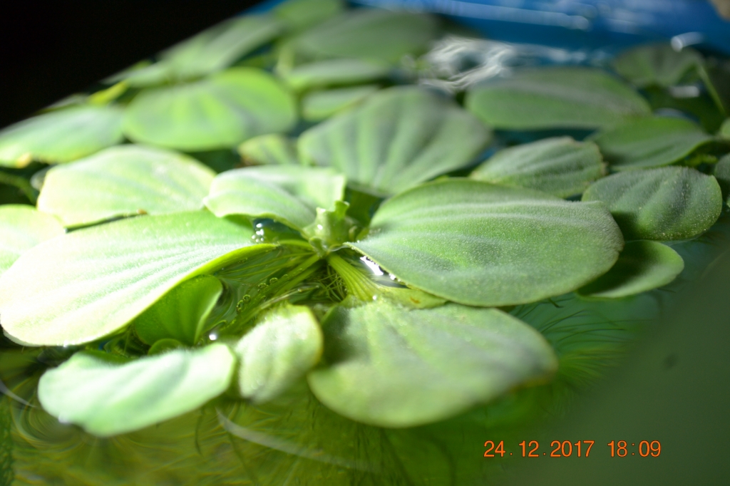 Гигрофила лимонник аквариумное растение, содержание, фото, размножение