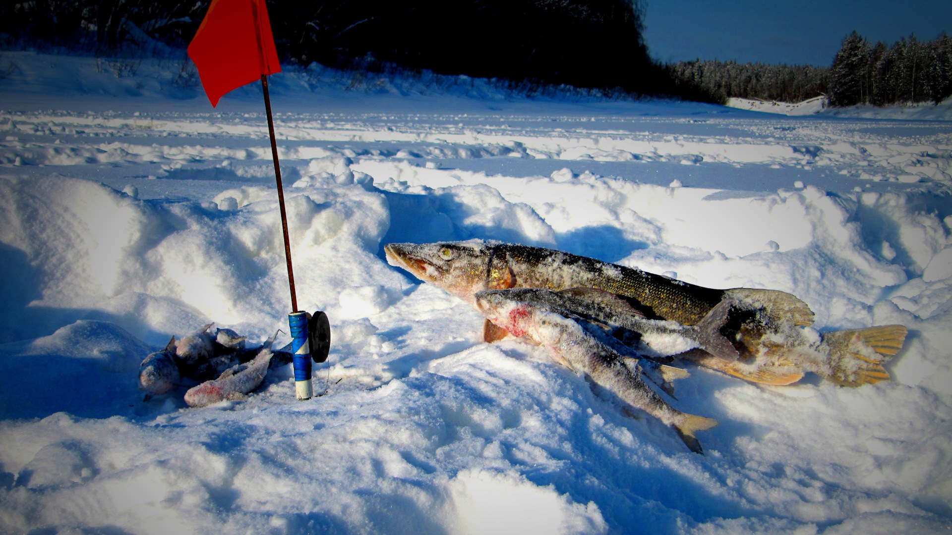 Ловля щуки на жерлицы на зимней рыбалке: как правильно ставить (схема)