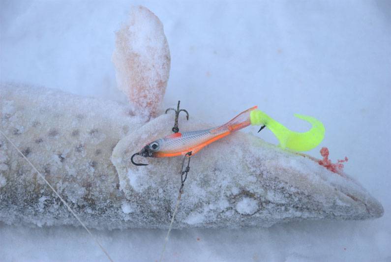 Как ловить окуня на балансир зимой: техника и тактика ловли, обзор самых уловистых приманок