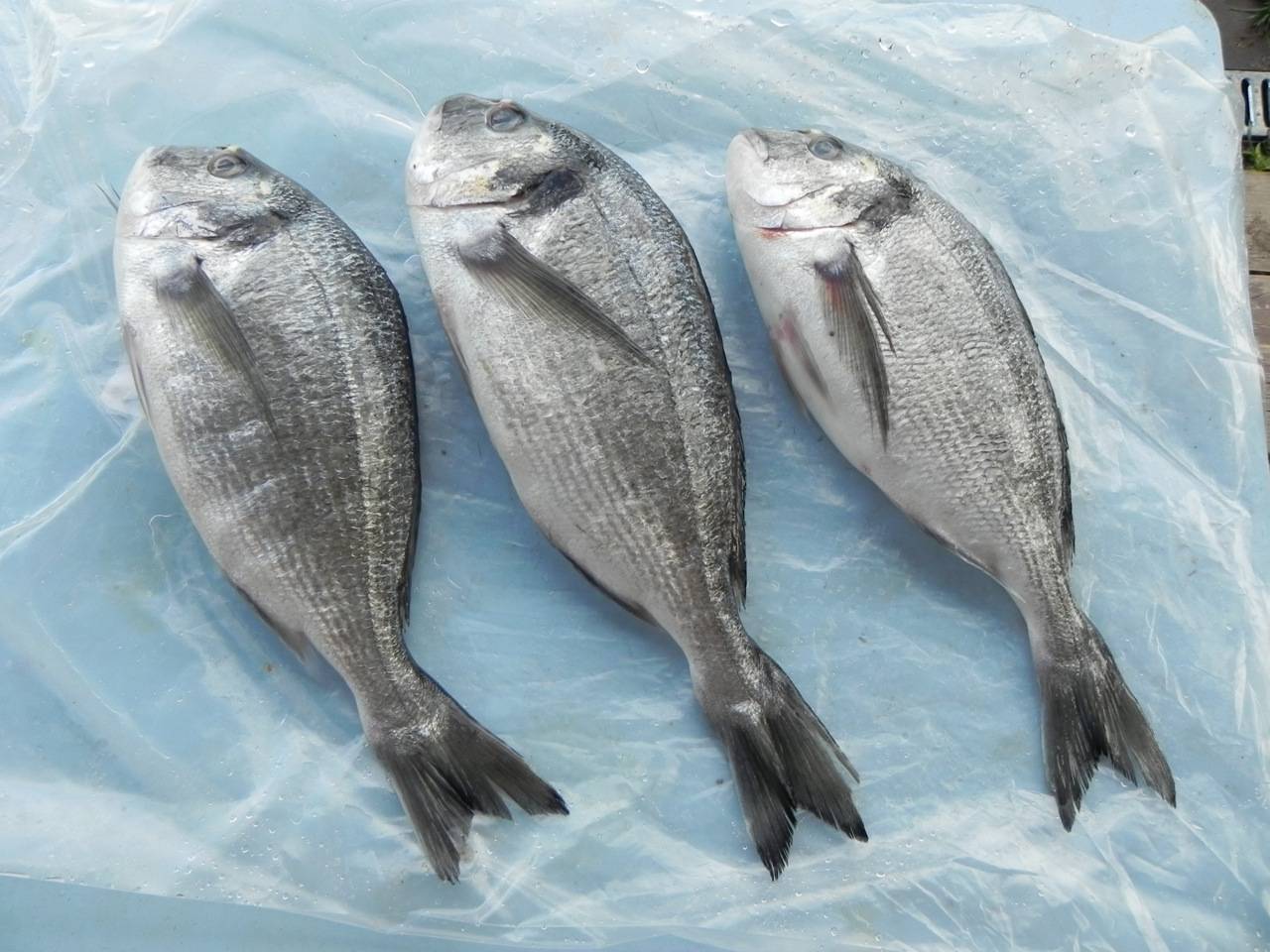 Рыба дорадо: польза и вред, описание, рецепты приготовления