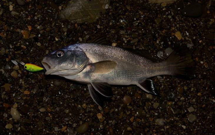 ???? полный список лососевых рыб: как выглядят и где обитают, фото