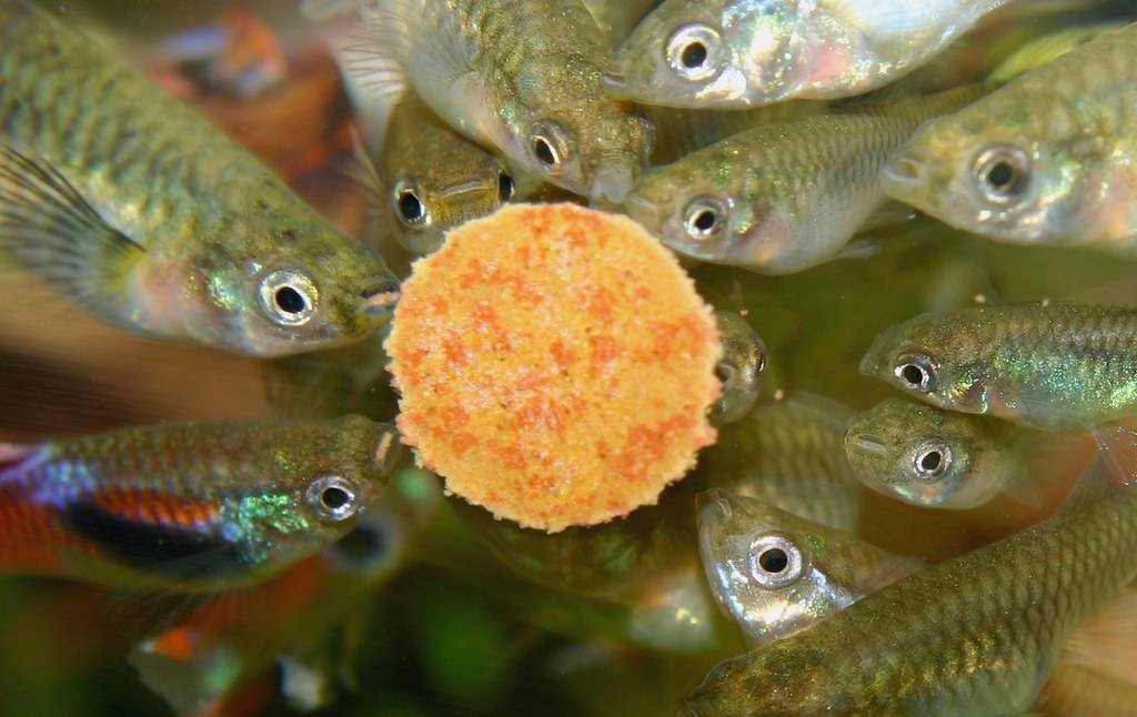 Живой корм для аквариумных рыбок своими руками в домашних условиях. правила хранения пищи в доме: техника кормления рыб в аквариуме