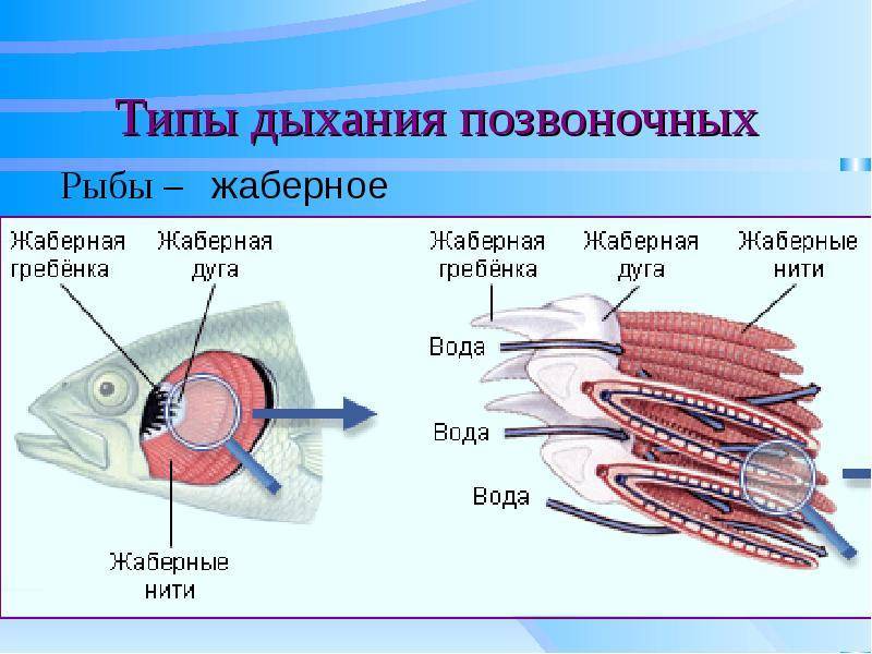 Органы жаберного дыхания. Строение жабры костистой рыбы. Строение жабр костистых рыб. Строение жабр костных рыб. Жаберный аппарат костистой рыбы.