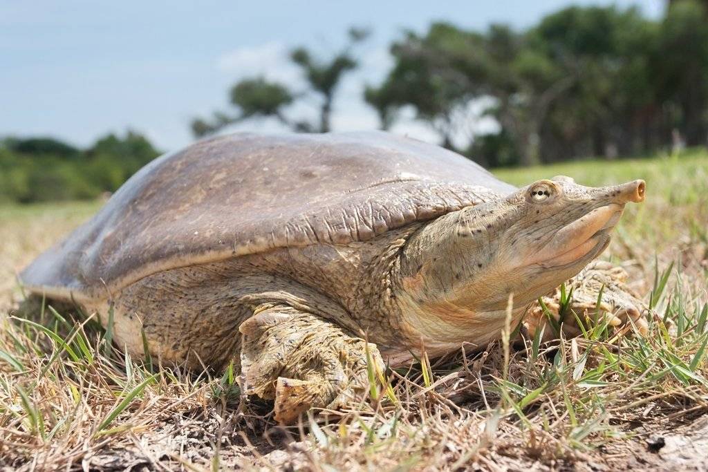 Китайский трионикс: популярная мягкотелая черепаха