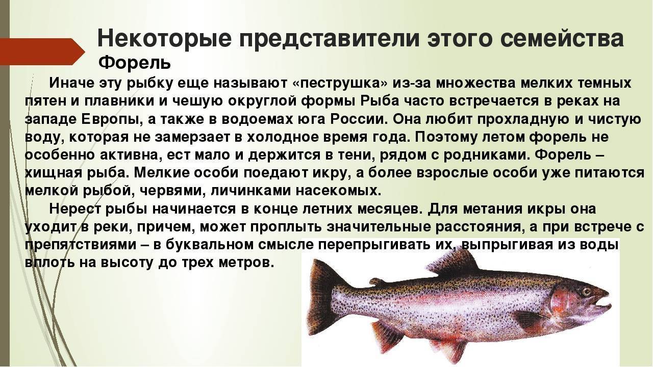 Форель рыба. Образ жизни и среда обитания рыбы форель