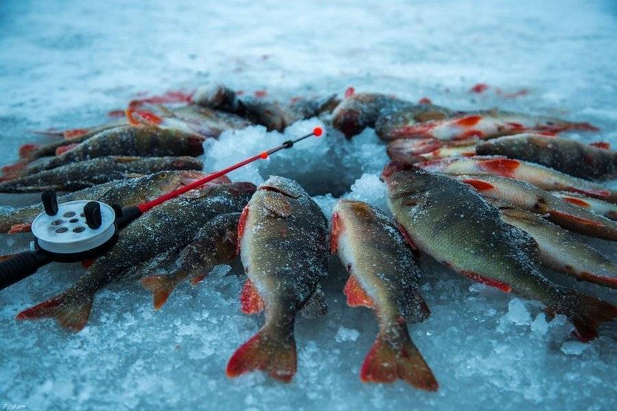 Рыбалка на севере сибири видео - про рыбалку