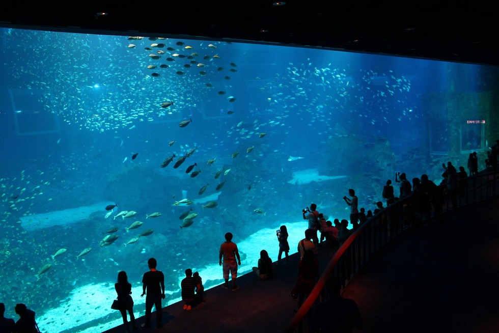 Самые большие океанариумы в мире: 14 лучших