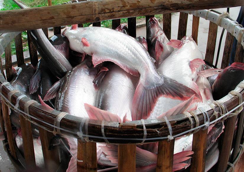 Что за рыба пангасиус и как ее вкусно приготовить?