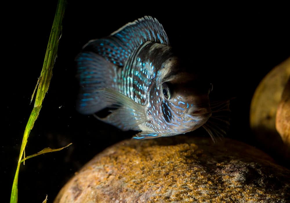 Аквариумная рыбка акара бирюзовая: содержание и уход